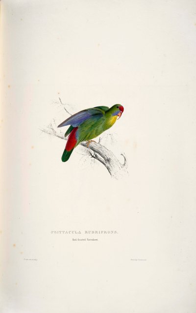 Psittacula rubrifrons da Edward Lear